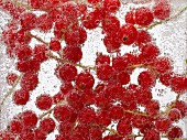 Rote Johannisbeeren unter Wasser mit Luftbläschen