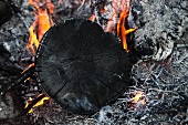 A slice of acacia wood burning