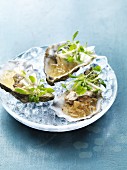 Oysters with beer jelly, apple, limes and coriander