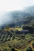 Misty atmosphere above cultivated olive trees in mountainous, Mediterranean landscape (Majorca)