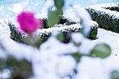 Verschneite, mit Buchsbaumhecken eingefasste Beete und magentafarbene Rosenblüte unscharf im Vordergrund