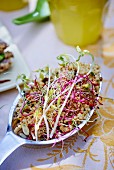A spoonful of grain salad with bean sprouts