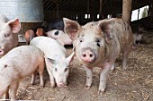 Pigs in a barn on farm