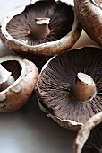 Mushrooms and Portobello mushrooms (close-up)
