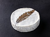 Feuille de Dreux (French cow's milk cheese)
