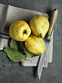 Quinces with leaves on a linen cloth with a knife