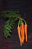 A bunch of fresh carrots with leaves on dark surface