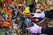Grapes being picked in the Pomerol wine growing region in Bordelais, Bordeaux, France