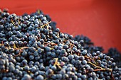 Viele Rotweintrauben nach der Weinlese in einem Behälter