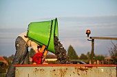 Red wine grapes being tipped into a container after harvesting