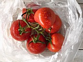Freshly washed vine tomatoes in a plastic bag
