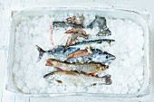 Sustainably caught fresh fish on ice