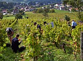 Weinlese von Trousseau Trauben im Weinberg der Domaine Andre et Mireille Tissot bei Arbois, Jura, Frankreich