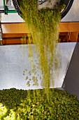 Savagnin Trauben werden maschinell verarbeitet auf dem Weingut von Frederic Lornet (Montigny-les-Arsures, Jura, Frankreich)