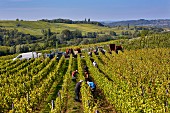 Weinlese von Chardonnay-Trauben im Weinberg von Marcette, Domaine de la Renardiere (Pupillin, Jura, Frankreich)
