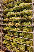 Savagnin Trauben trocknen für Vin de Paille auf Gestell im Weinkeller des Weinguts von Frederic Lornet (Montigny-les-Arsures, Jura, Frankreich)