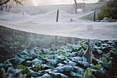 Nets covering plants in walled kitchen garden on misty morning