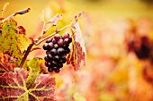 Red wine grapes on the vines in autumn (France)