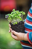 A child holding a basil plant