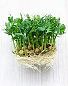 Pea sprouts with interwoven roots