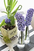 Hyacinths in vases and pot