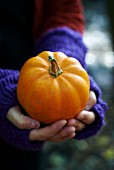 Hands holding a small pumpkin