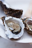 Fresh oysters (close-up)