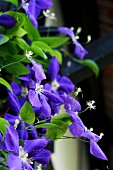 Purple flowering clematis