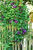 Purple-flowering clematis on garden fence
