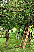 Apple trees & ladder leaning on cherry tree in garden