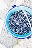Fresh blueberries in a blue bucket