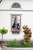 Red rose climbing on white wooden facade of country house with lattice windows