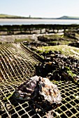 Oysters at an oyster farm in Rock (Cornwall, England)