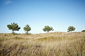 Trees on the Baltic Sea beach near Darss