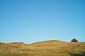 Blick auf den Dornbusch, Vorpommersche Boddenlandschaft