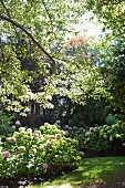 Hydrangea bushes in summery garden