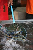 King prawns being removed from a pond, Thailand