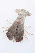 A mantis shrimp on a white surface
