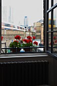 Offenes Fenster mit Stadtaussicht, rote Geranien in Blumentöpfen auf Fensterbank