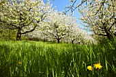 Flowering fruit trees (Pretzfeld Oberfranken, Germany)