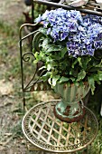 Blau blühende Hortensie auf Gartenstuhl aus Metall