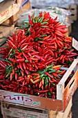 Bunches of chilli peppers at a market