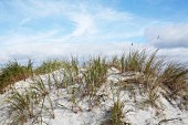 Dunes at Darss on the Baltic Sea