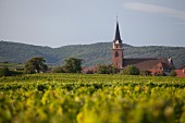 Vineyards near Bergheim