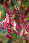 Fruit on branch of spindle (Euonymus europaeus)
