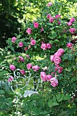 Metal chair in rose garden