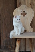weiße Katze auf bäuerlichem Holzstuhl mit geschnitzter Lehne