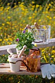 Rustikale Bänke in gelb blühender Wiese mit Gartenutensilien, Topfpflanze und Kupfergießkanne