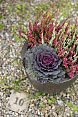 Pot planted with ornamental cabbage and heather on gravel floor