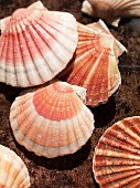 Two scallop shells
